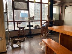 -蓝鲸·缅因猫舍