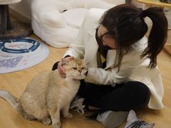 -有喵·猫咖·狗咖·30几只猫10只小狗(岗厦店)