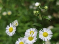 -素山寺森林公园