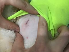 -伟伟宠物医院·CT影像中心·瑞派犬猫综合性门诊(汉口总院)