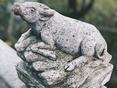 -顾村公园