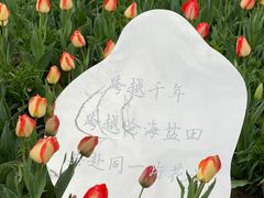 -荷兰花海