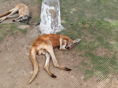 -西霞口神雕山野生动物世界
