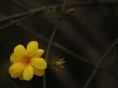 -秋霞圃
