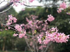 -狐尾山公园