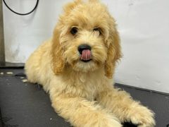 -PETKIT 小佩宠物·低压洗护·美容·寄养(安远店)