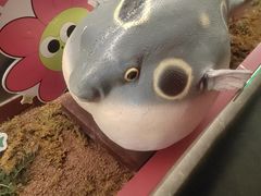 -肆月河豚·新淮扬菜·烤鸭(中关村店)