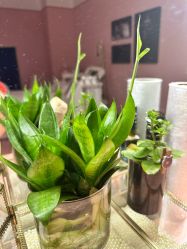 -莎蔓莉莎美容会所