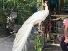 -西双版纳傣族园