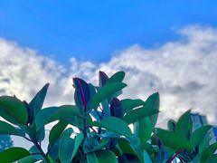 -Bracket Coffee(工体店)