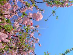 -莫愁湖公园