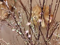 -浣花锦绣(杜甫草堂店)