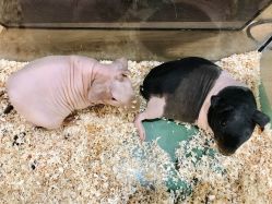 -Moni星球萌宠·小马宝莉·灵蛇·高端高阶全萌宠互动体验俱乐部(红豆国际广场店)