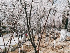 -桃花堤公园