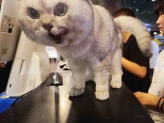 -宠物世家(仲盛世界商城店)