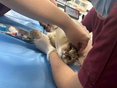 -纳吉亚猫专科动物诊疗中心(蒋宅口分院)