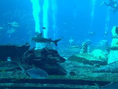 -亚特兰蒂斯•OSSIANO奥西亚诺海底餐厅