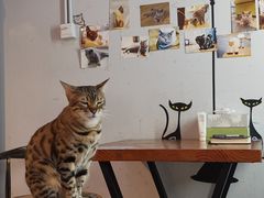 -猫咪咖啡·猫咖(万达广场店)