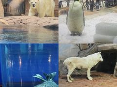 -海合安武汉极地海洋公园