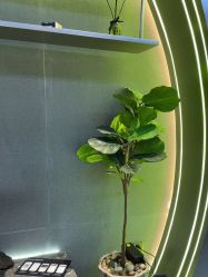 -不迫先生专业男士剪发