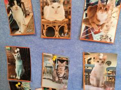 -豆逗聊愈猫阁Easy Life
