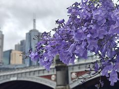 -锦江(Southgate)