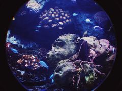 -暹罗海洋世界