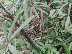 -深圳湾公园(南山区)