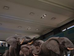 -美国自然历史博物馆