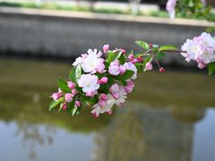 -海棠花溪(元大都城垣遗址公园)