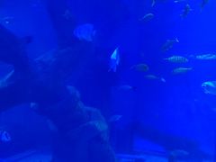 -乌鲁木齐海洋馆