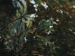 -山王坪喀斯特国家生态公园