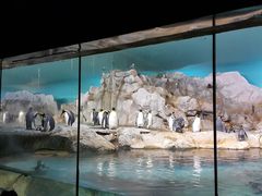 -新加坡飞禽公园