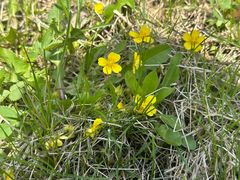 -五家山森林公园滑雪场