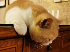 -东方名猫馆·英短金渐层布偶猫舍(环线广场1号楼店)