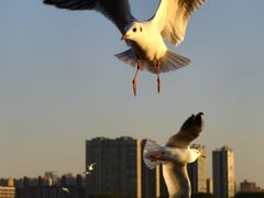 -蠡湖大桥公园