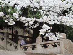 -武汉大学-樱园