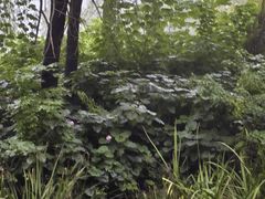 -洛阳市隋唐城遗址植物园