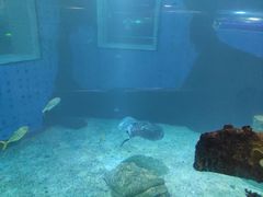 -太平洋海底世界