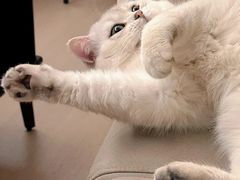 -猫十亿·布偶金渐层·曼基康矮脚猫舍(青年路店)