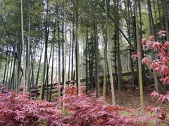 -宁波浙东大竹海景区