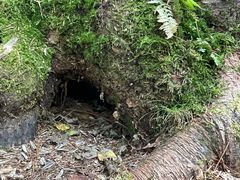 -五营红松林海景区