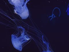 -珠海长隆海洋王国