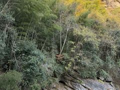 -黄山翡翠谷景区