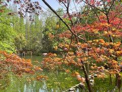 -东平国家森林公园