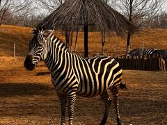 -北京野生动物园