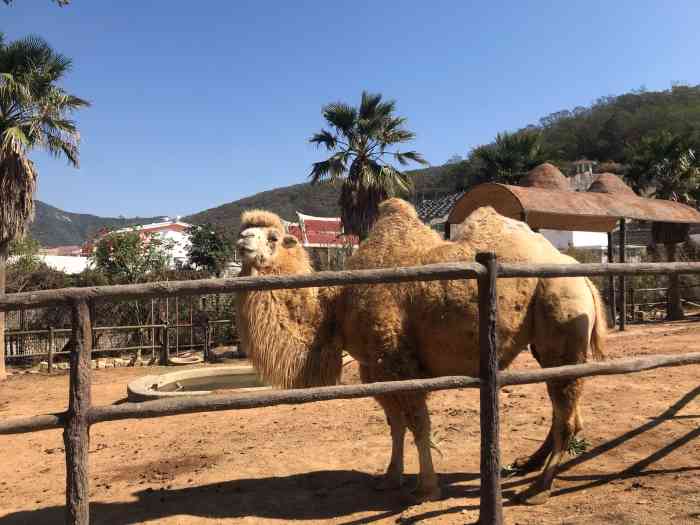 中非世野野生动物园-"园区位于岛外翔安,建议自己开车过去,搭车.