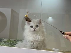 -青奢宠物·青奢猫舍