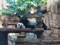 -泉州海丝野生动物世界