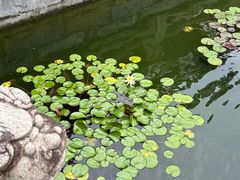 -上海醉白池公园